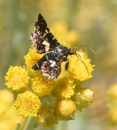 Réf. 232 372 : Thyris fenestrella